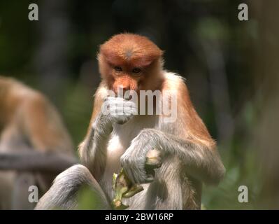 Der Proboscis-Affe isst Bananen Stockfoto