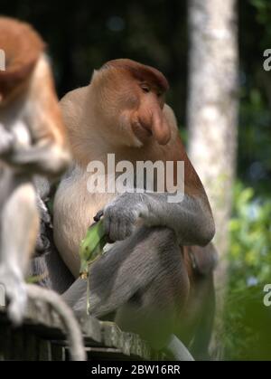 Der Proboscis-Affe isst Bananen Stockfoto
