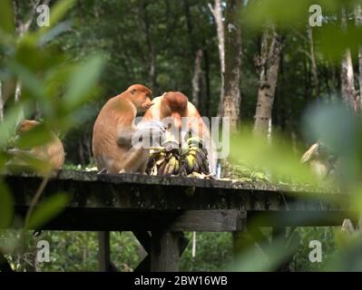 Der Proboscis-Affe isst Bananen Stockfoto