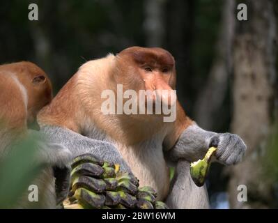 Der Proboscis-Affe isst Bananen Stockfoto