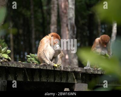Der Proboscis-Affe isst Bananen Stockfoto