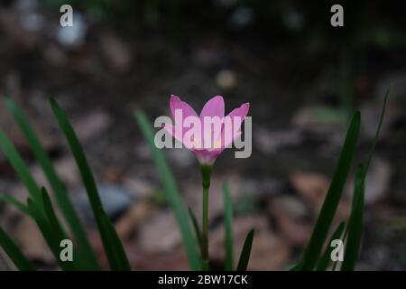 Regenlilie (auch Zephyranthes oder Fairy Lily genannt) kommt von der Tendenz dieser Pflanze zu blühen, nachdem diese Pflanze genug Niederschlag bekommt. Stockfoto