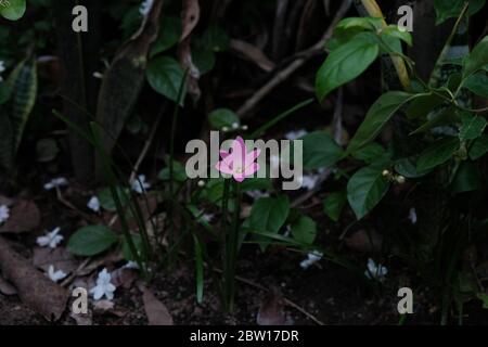 Regenlilie (auch Zephyranthes oder Fairy Lily genannt) kommt von der Tendenz dieser Pflanze zu blühen, nachdem diese Pflanze genug Niederschlag bekommt. Stockfoto