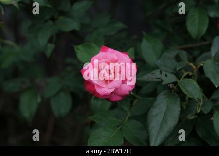 Die Schönheit der Rosen, die wild wachsen natürlich im Garten Stockfoto