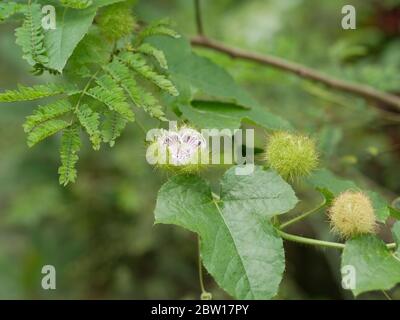 Nahaufnahme stinkende Passionsblume (Passiflora foetida) weiße Blüte mit grüner Natur verschwommener Hintergrund, andere Namen wilde Maracuja, Busch passio Stockfoto