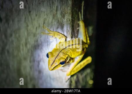 Weiß gesäumter Laubfrosch (Phyllomedusa vaillantii) bei Nacht im peruanischen Amazonas Stockfoto