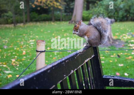 Graues Eichhörnchen, das eine Nuss isst, während es auf einer schwarzen Parkbank sitzt Stockfoto