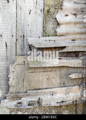 Zerstörung der alten Holzwand. Extreme verwitterte Holzstruktur Stockfoto