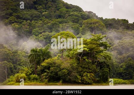 Feucht nach Regenfällen im üppigen Regenwald auf der Westseite des Panamakanals, Panama Provinz, Republik Panama. Stockfoto