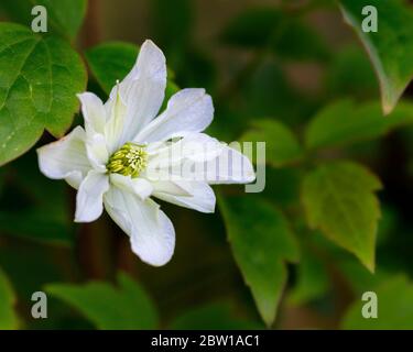 Weiße Clematis Blume Stockfoto