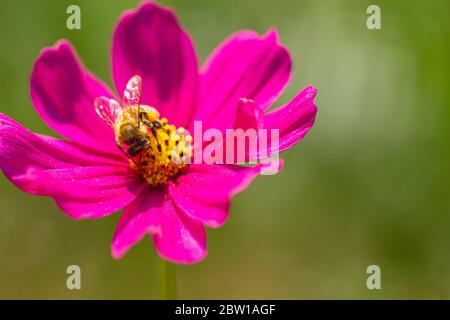Die Biene sucht Nektar auf den Blumen im Garten, wobei der Pollen der gelben Blüten in der Biene feststeckt. Stockfoto