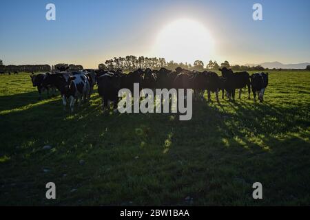 PANORAMA-LANDSCHAFT BLICK AUF FELD VON NEUSEELAND KÜHE, BAUERNHOF UND BERGHINTERGRUND Stockfoto