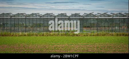 Face-on horizontale Aufnahme eines industriellen Gewächshauses mit Ventilatorfenster geöffnet mit einem grünen Feld im Vordergrund Stockfoto