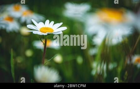 Nahaufnahme einer Gänseblümchen in einer Wiese mit einem verschwommen Hintergrund Stockfoto