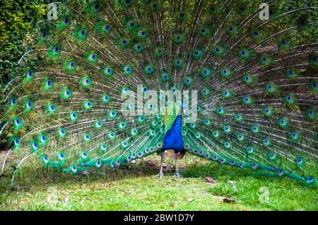 Ein männlicher Pfauen (Peacock) mit seinen schwanzfedern in voller Lüfter anzeigen. Bild in den Gärten von Schloss Warwick. Stockfoto