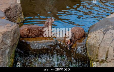 Otter auf dem Wasserfall essen einen Fisch mit plätscherndem Wasser spiegelt einen blauen Himmel im Hintergrund Stockfoto