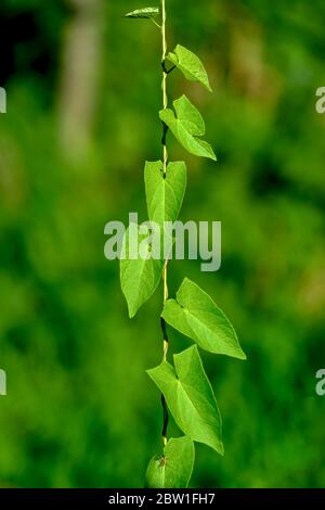 Pflanze namens Calystegia sepium, Heckenbinde, Rutland Schönheit, Weinrebe, himmlische Trompeten, Bellbind, Oma-Pop-out-of-bed Stockfoto