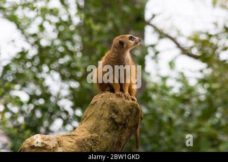 Portrait von Erwachsenen wilden afrikanischen Erdmännchen, Erdmännchen (Suricatta). In der Natur fotografiert in der Natur. Stockfoto
