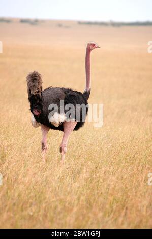 Masai ostrich, Struthio camelus massaicus, im Masai Mara National Reserve. Kenia. Afrika. Stockfoto