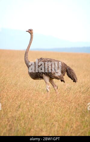 Weiblicher Masai Strauß, Struthio camelus massaicus, im Masai Mara National Reserve. Kenia. Afrika. Stockfoto