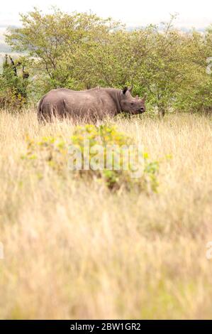 Nashorn, Diceros bicornis, Futter für Erwachsene im Busch im Masai Mara National Reserve. Kenia. Afrika. Stockfoto
