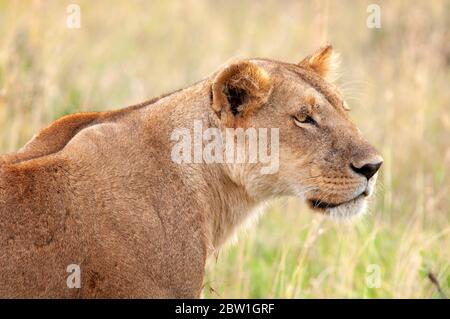 Löwin, Panthera leo, im Masai Mara National Reserve. Kenia. Afrika. Stockfoto