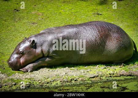 Der glückliche Nilpferd liegt in der Sonne und ruht aus Stockfoto