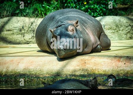 Der glückliche Nilpferd liegt in der Sonne und ruht aus Stockfoto