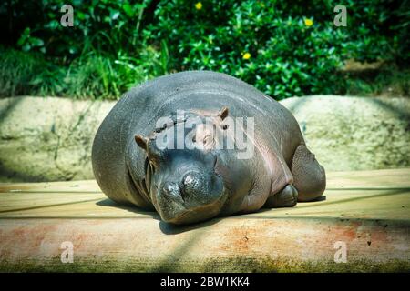 Der glückliche Nilpferd liegt in der Sonne und ruht aus Stockfoto