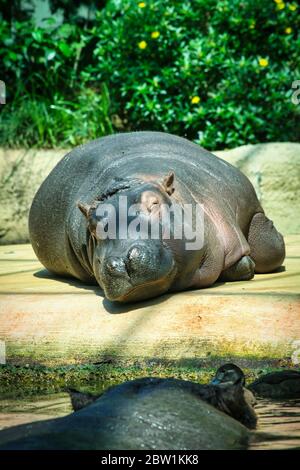 Der glückliche Nilpferd liegt in der Sonne und ruht aus Stockfoto