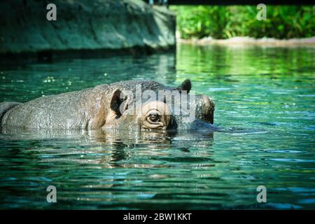 Der glückliche Nilpferd liegt in der Sonne und ruht aus Stockfoto