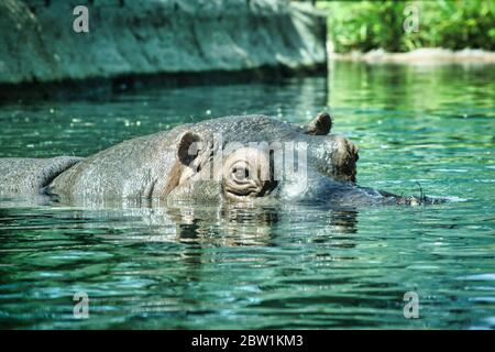 Der glückliche Nilpferd liegt in der Sonne und ruht aus Stockfoto