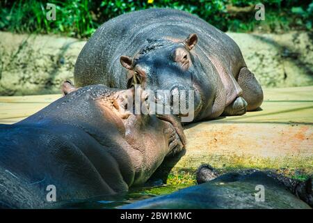 Der glückliche Nilpferd liegt in der Sonne und ruht aus Stockfoto