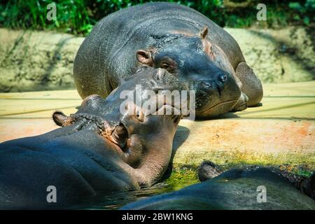 Der glückliche Nilpferd liegt in der Sonne und ruht aus Stockfoto