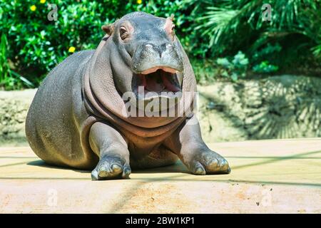 Der glückliche Nilpferd liegt in der Sonne und ruht aus Stockfoto