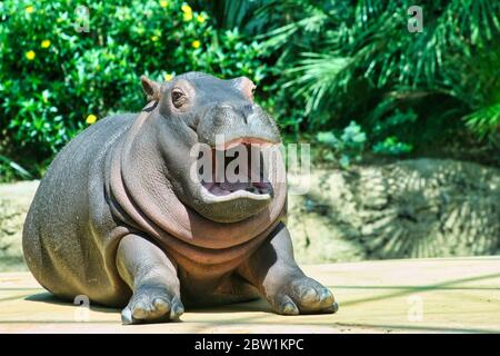 Der glückliche Nilpferd liegt in der Sonne und ruht aus Stockfoto