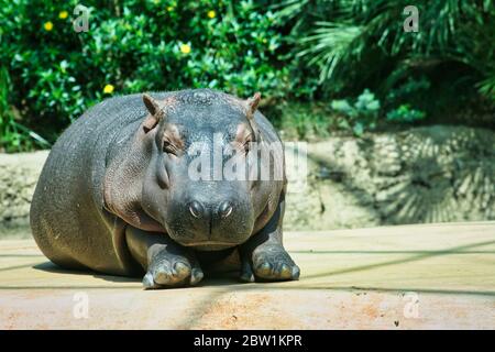 Der glückliche Nilpferd liegt in der Sonne und ruht aus Stockfoto