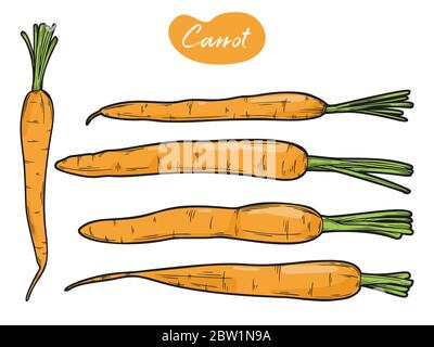 Karotten auf weißem Hintergrund. Vector Illustration in Skizze Stil. Stock Vektor