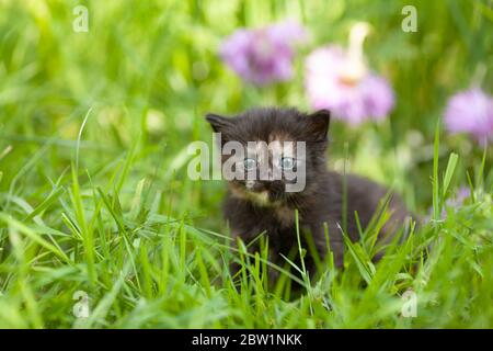 Kleine niedliche Schildkrötenkätzchen sitzt im Gras auf einem grünen Rasen Stockfoto