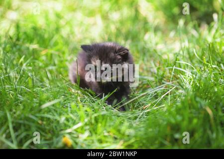 Kleine niedliche Schildkrötenkätzchen sitzt im Gras auf einem grünen Rasen Stockfoto