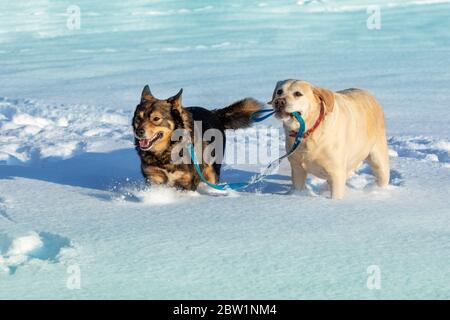 Zwei Hunde laufen im Winter auf dem Schnee. Ein gelber Labrador Retriever Hund führt einen Mischling an der Leine Stockfoto