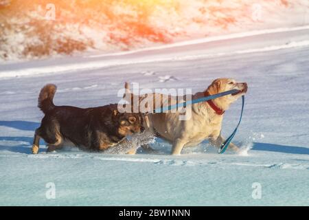 Zwei Hunde laufen im Winter auf dem Schnee. Ein gelber Labrador Retriever Hund führt einen Mischling an der Leine Stockfoto