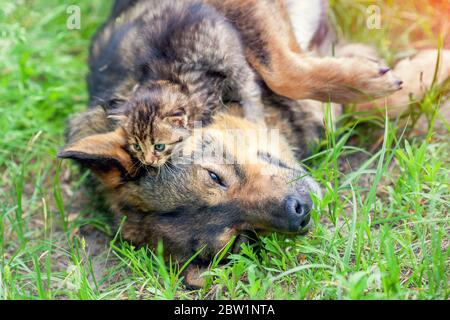 Lustige Haustiere. Hund und Katze besten Freunde spielen zusammen im Freien auf dem Rasen. Kätzchen liegt auf dem Kopf des Hundes Stockfoto