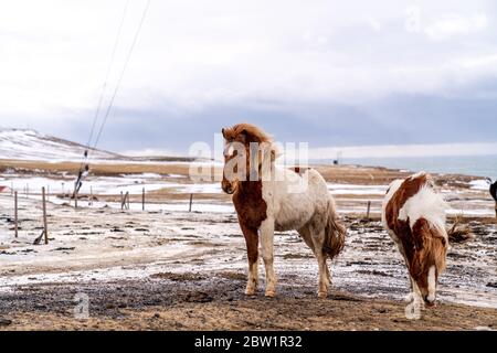 Zwei braune und weiße Pferde am Meer im Norden Islands. Ein Pferd schaut in die Ferne, während das andere nach Nahrung sucht. Stockfoto