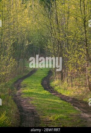 Waldweg mit Quellschlamm unter Bäumen mit jungen Laub, getönt Stockfoto