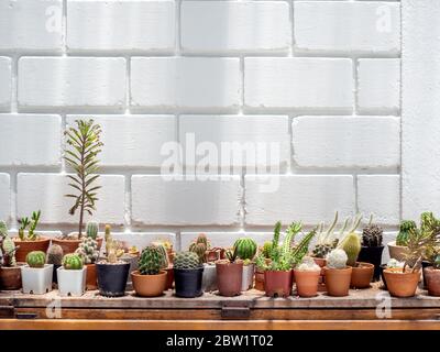 Verschiedene grüne Kaktus Pflanzen in Töpfen auf Holztisch auf weißen Backstein Wand Hintergrund mit Kopie Raum. Stockfoto