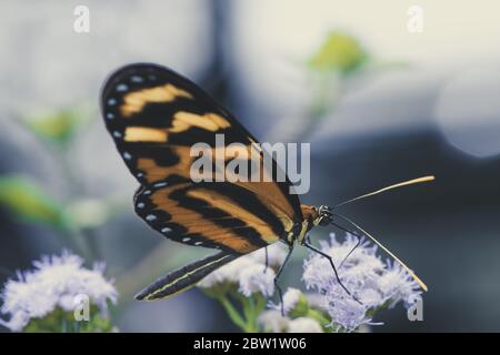 Tiger Langflügler (Heliconius hecale) auf einer tropischen Blume. Costa Rica Biodiversität. Stockfoto