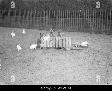 Fütterungszeit im Zoo von East London. Wallabies und Kaninchen machen sich zum Mittagessen in ihrem Gehege im Victoria Park niederzulassen. 16. April 1937 Stockfoto