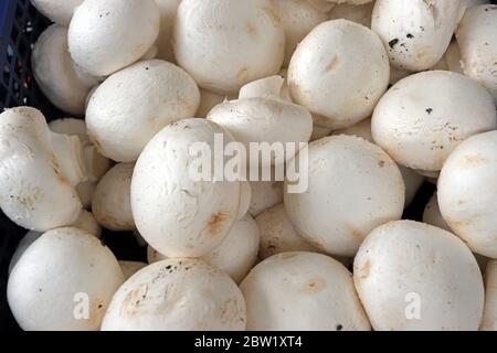 Champagner. Kultivierte weiße Pilze oder Feldpilze Muster. Stockfoto