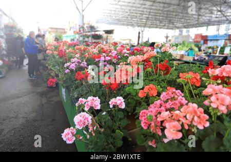 Blumenmarkt. Blumenaustausch. Geranie. Stockfoto